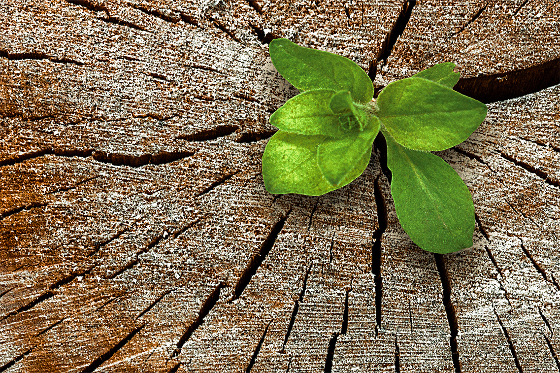 トップ:コロナ後の事業再生